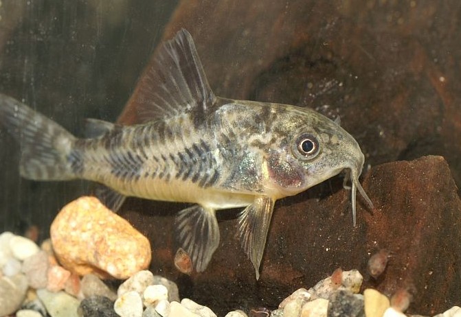 Corydoras paleatus.